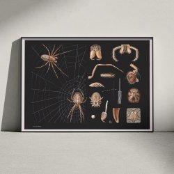 Korsedderkop 1910 - Zoologisk planche