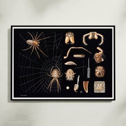 Korsedderkop 1910 - Zoologisk planche