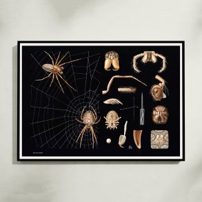 Korsedderkop 1910 - Zoologisk planche