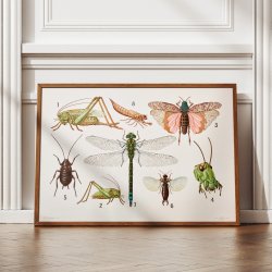 Retvingede insekter 1911 - Insektplanche
