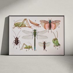 Retvingede insekter 1911 - Insektplanche