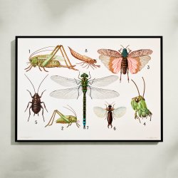 Retvingede insekter 1911 - Insektplanche