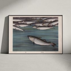 Sild og gr�sej 1931 - Zoologisk planche af Nils Tir�n