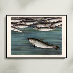 Sild og gr�sej 1931 - Zoologisk planche af Nils Tir�n