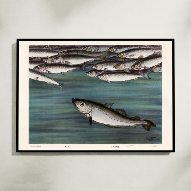 Sild og gr�sej 1931 - Zoologisk planche af Nils Tir�n