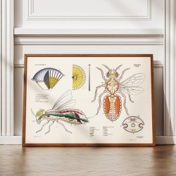 Hveps 1950 - Djuranatomisk skoleplakat
