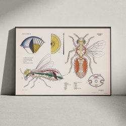 Hveps 1950 - Djuranatomisk skoleplakat