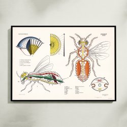 Hveps 1950 - Djuranatomisk skoleplakat