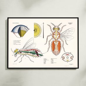 Hveps 1950 - Djuranatomisk skoleplakat