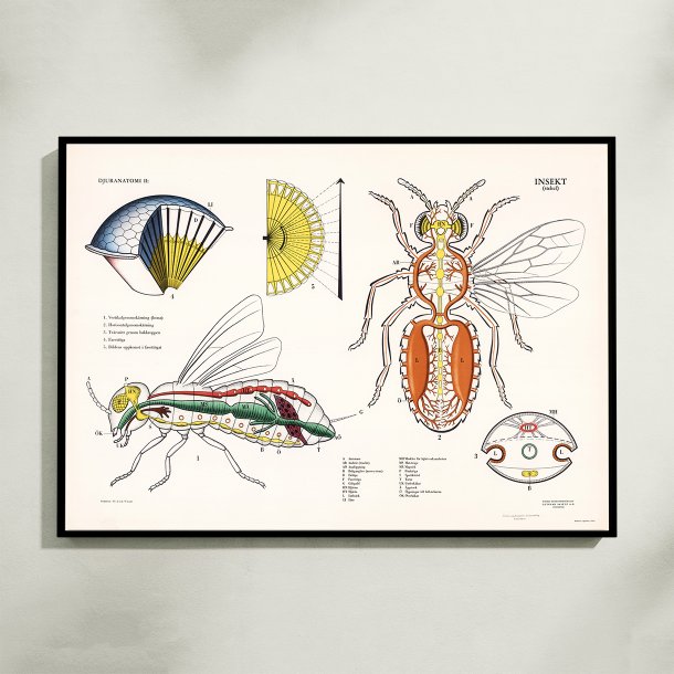 Hveps 1950 - Djuranatomisk skoleplakat