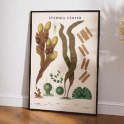 Bl�retang, sukkertang og diatomeer 1939 - Botanisk planche
