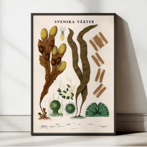 Bl�retang, sukkertang og diatomeer 1939 - Botanisk planche