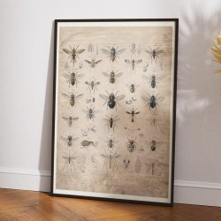 Insekter I - 1850 - Anskuelsestavle