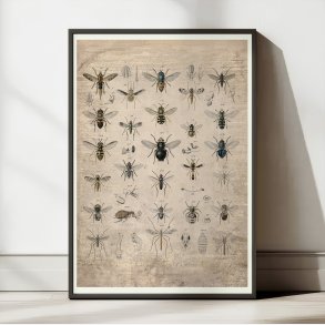 Insekter I - 1850 - Anskuelsestavle