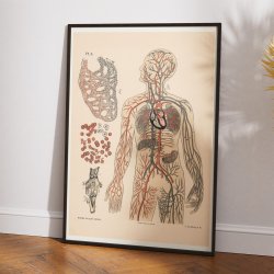 Pattedyr &amp; Mennesket 1881 - Kredslbet