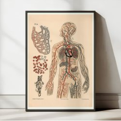 Pattedyr &amp; Mennesket 1881 - Kredslbet