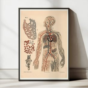 Pattedyr & Mennesket 1881 - Kredslbet