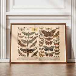 Sommerfulge II 1886 - Insekter - Plakat