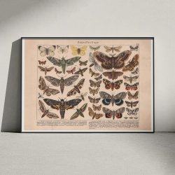 Sommerfulge II 1886 - Insekter - Plakat