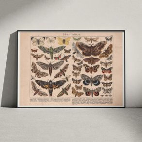 Sommerfulge II 1886 - Insekter - Plakat