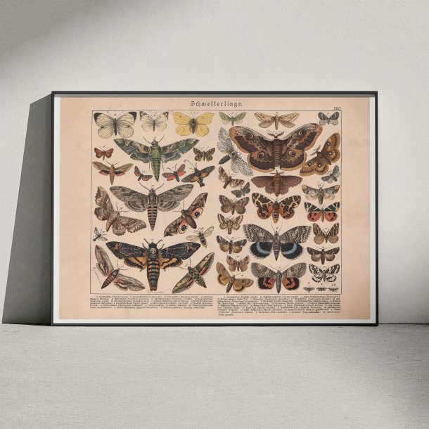 Sommerfulge II 1886 - Insekter - Plakat