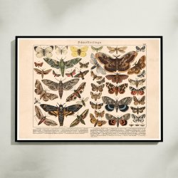 Sommerfulge II 1886 - Insekter - Plakat