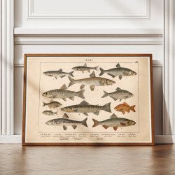 Fisk 1886 - Anskuelsestavle