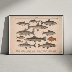 Fisk 1886 - Anskuelsestavle