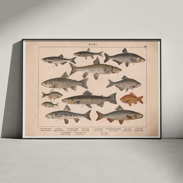 Fisk 1886 - Anskuelsestavle