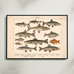 Fisk 1886 - Anskuelsestavle