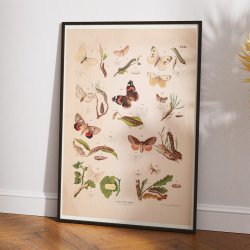 Sommerfugle III 1889 - Biologisk anskuelsestavle