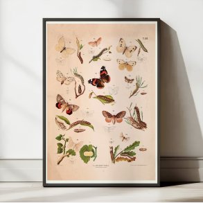 Sommerfugle III 1889 - Biologisk anskuelsestavle