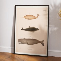 Narhval, delfin, kaskelot 1889 - Zoologisk anskuelsestavle