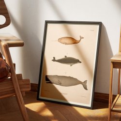 Narhval, delfin, kaskelot 1889 - Zoologisk anskuelsestavle