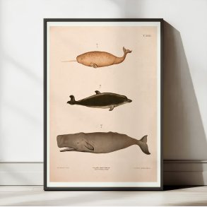 Narhval, delfin, kaskelot 1889 - Zoologisk anskuelsestavle
