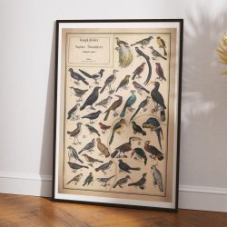 Fugle II 1890 - Anskuelsestavle