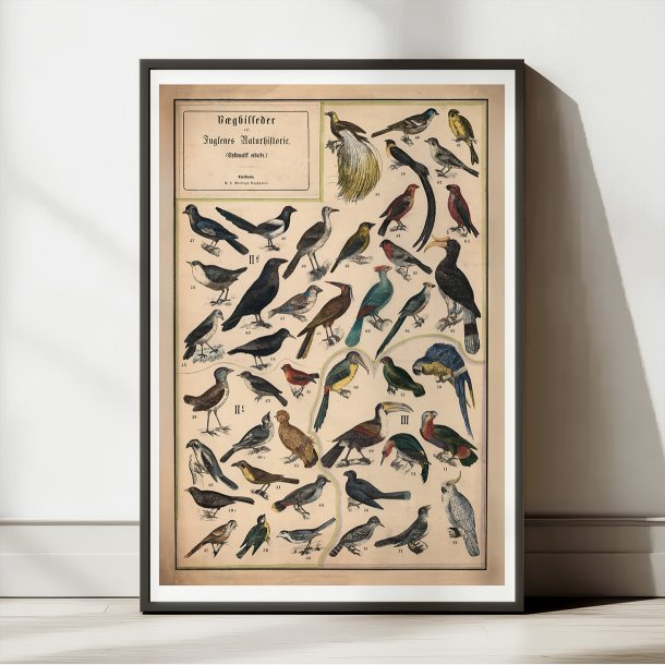 Fugle II 1890 - Anskuelsestavle