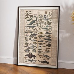 Krybdyr, amfibier og fisk 1890 - Anskuelsestavle