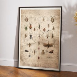 Insekter 1850 - Anskuelsestavle