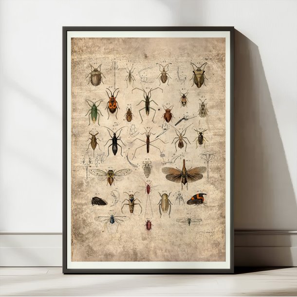 Insekter 1850 - Anskuelsestavle
