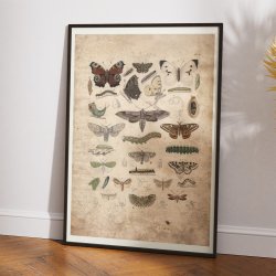 Sommerfugle 1850 - Anskuelsestavle