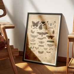 Sommerfugle 1850 - Anskuelsestavle