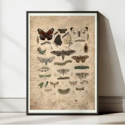 Sommerfugle 1850 - Anskuelsestavle