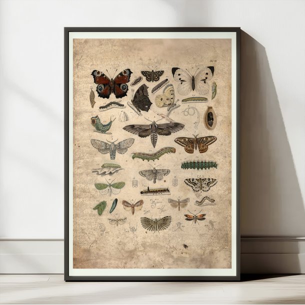 Sommerfugle 1850 - Anskuelsestavle