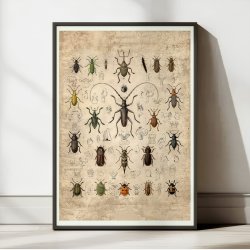 Biller 1850 - Anskuelsestavle