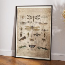 Insekter III 1850 - Anskuelsestavle