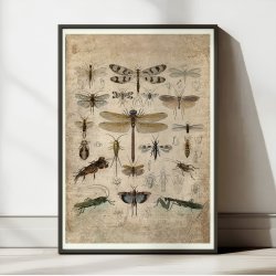 Insekter III 1850 - Anskuelsestavle