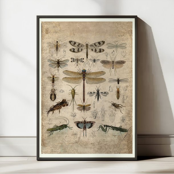 Insekter III 1850 - Anskuelsestavle