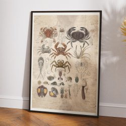 Krabber og lignende dyr 1850 - Anskuelsestavle