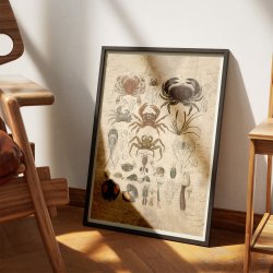 Krabber og lignende dyr 1850 - Anskuelsestavle